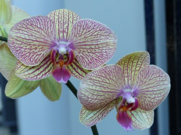 Orchids by Margaret Graw