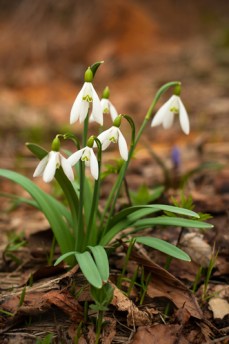 shutterstock_559243444